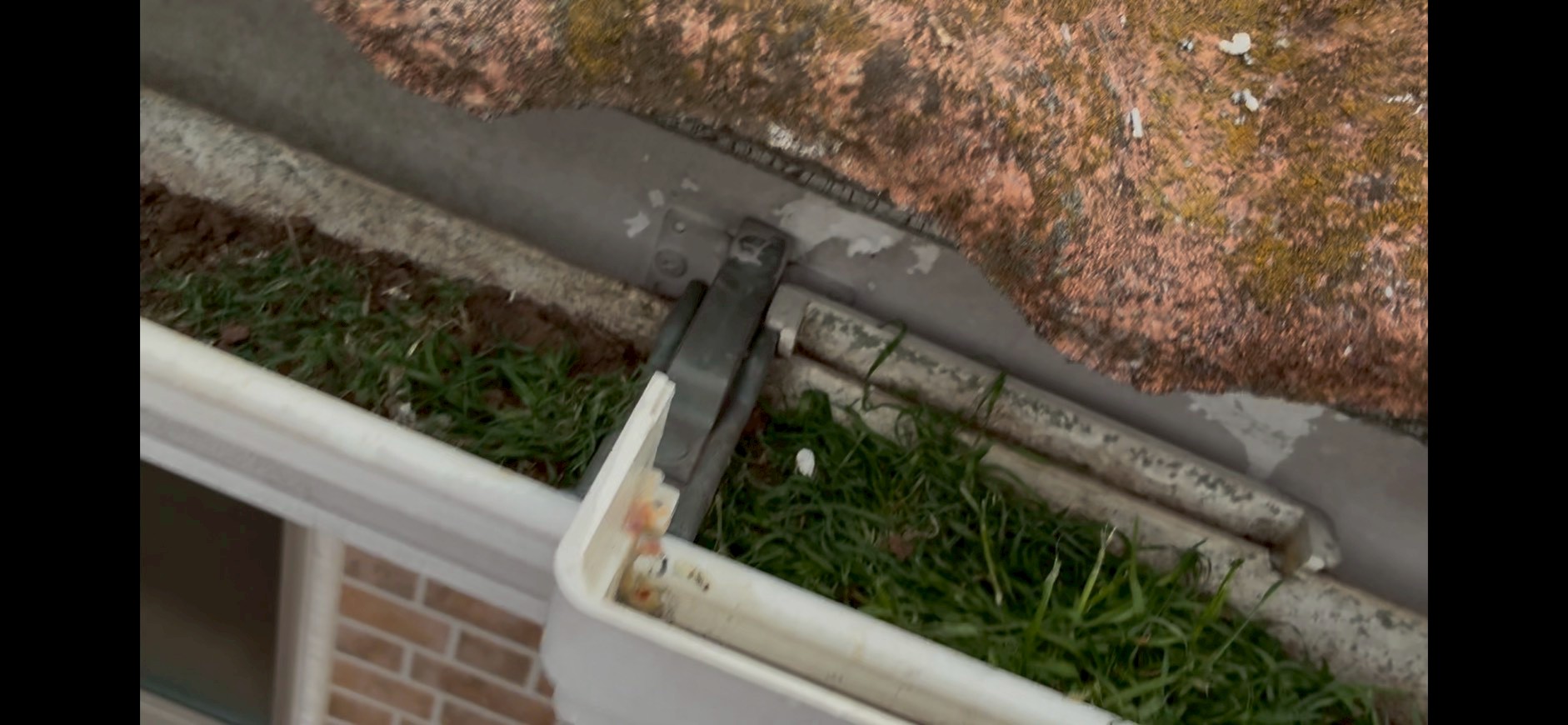 軒といに土の堆積と雑草が生えているのを発見